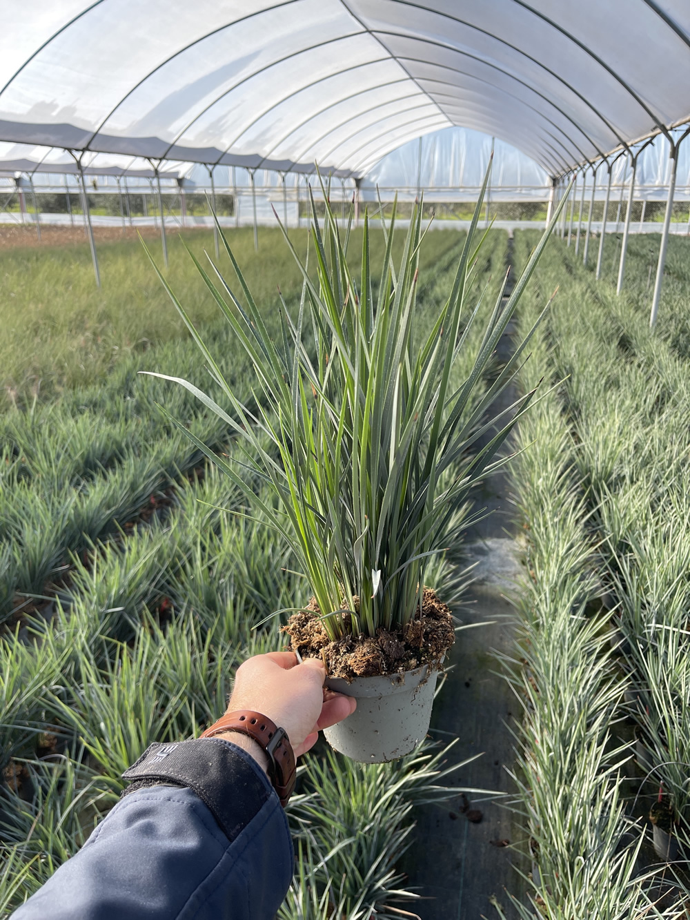 Dianella revoluta Coolvista® Ø 14